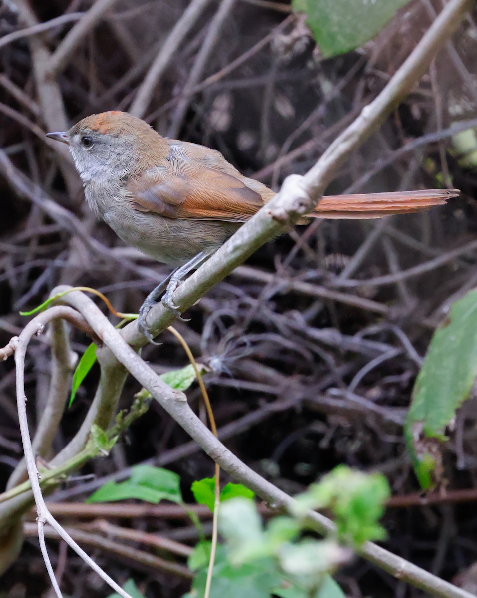 Sooty-fronted Spinetail - ML619290015