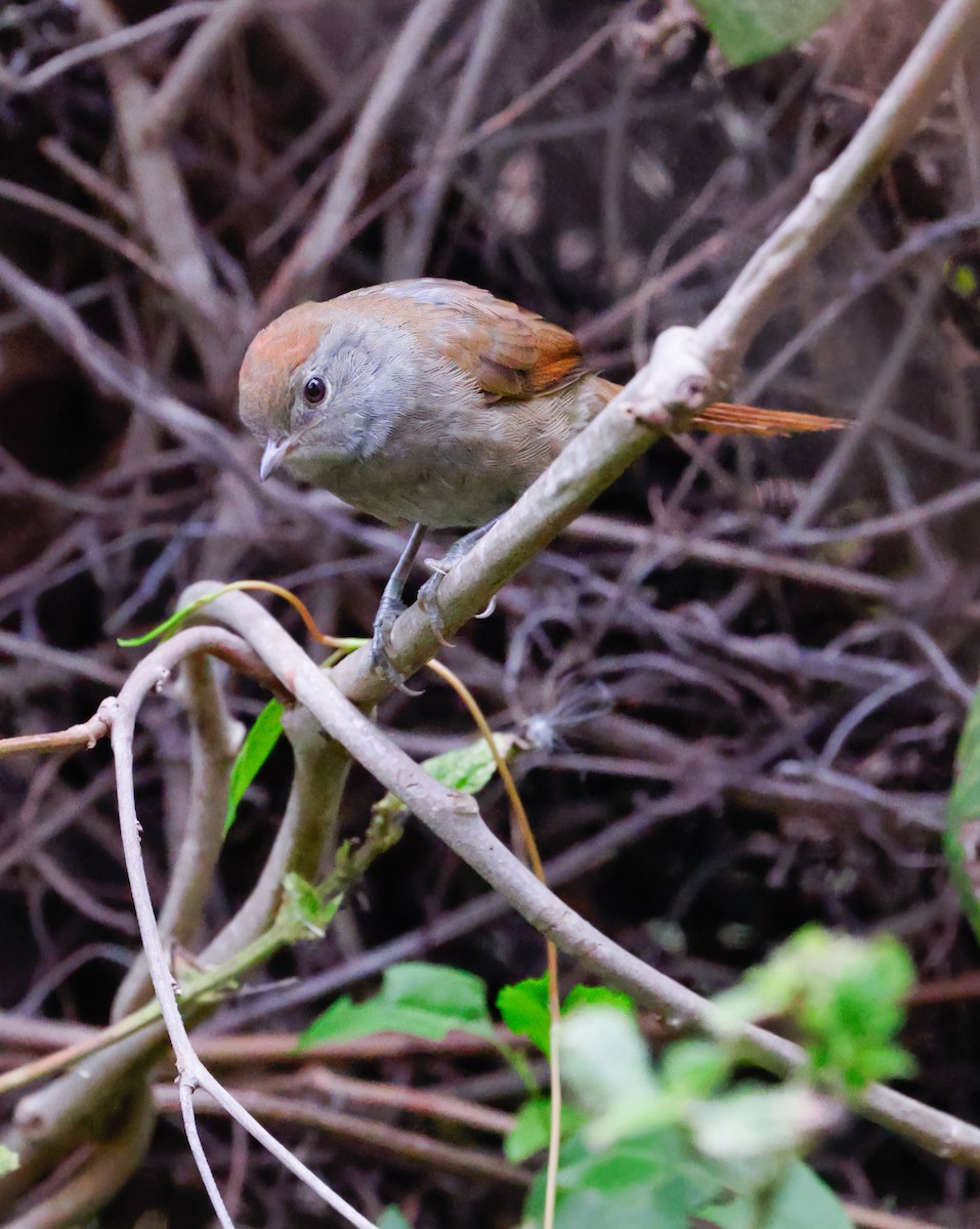 Sooty-fronted Spinetail - ML619290016