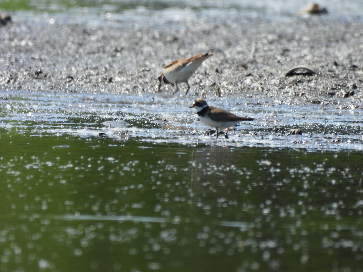 Semipalmated Plover - ML619290020