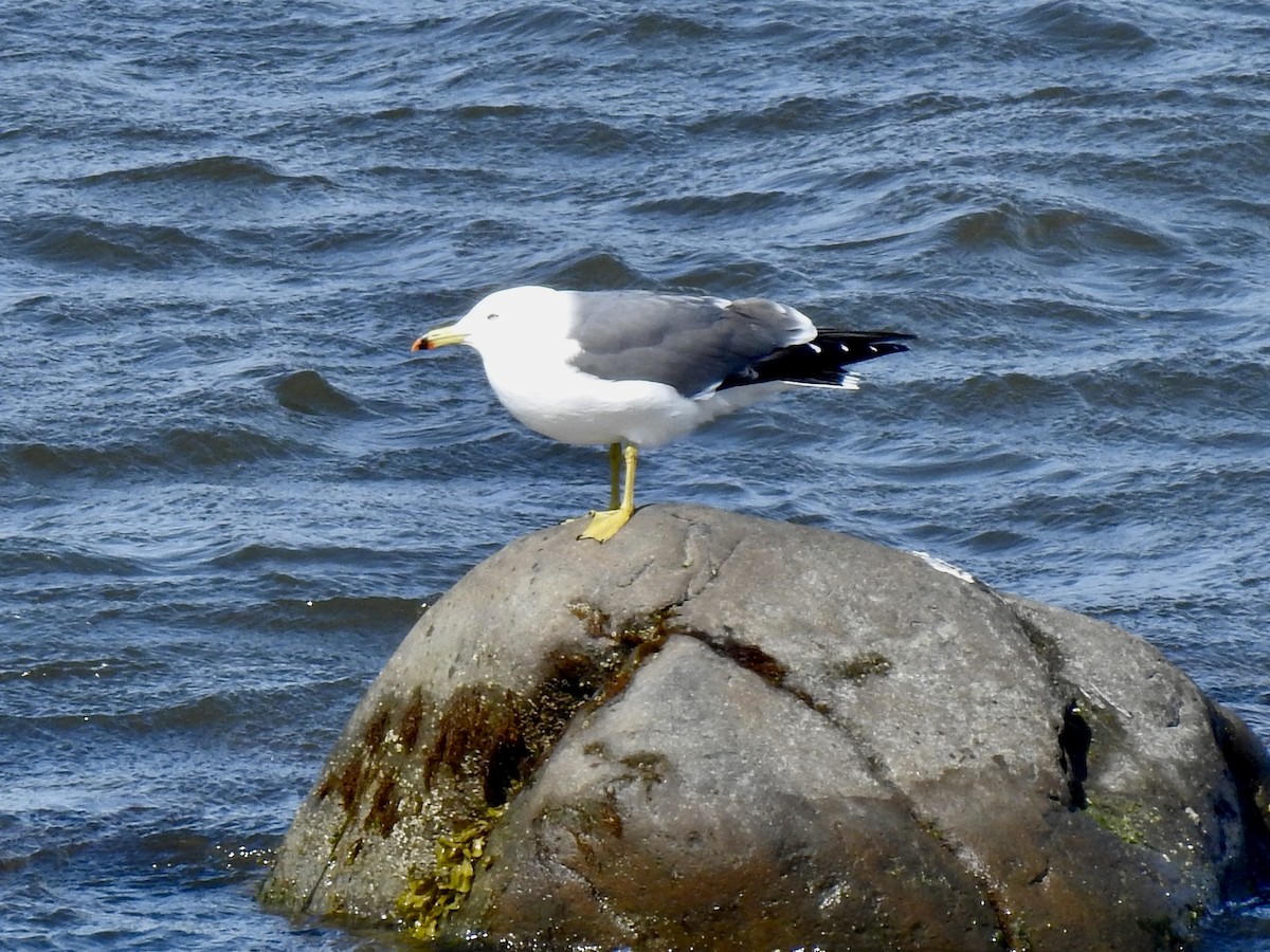 Black-tailed Gull - ML619290024