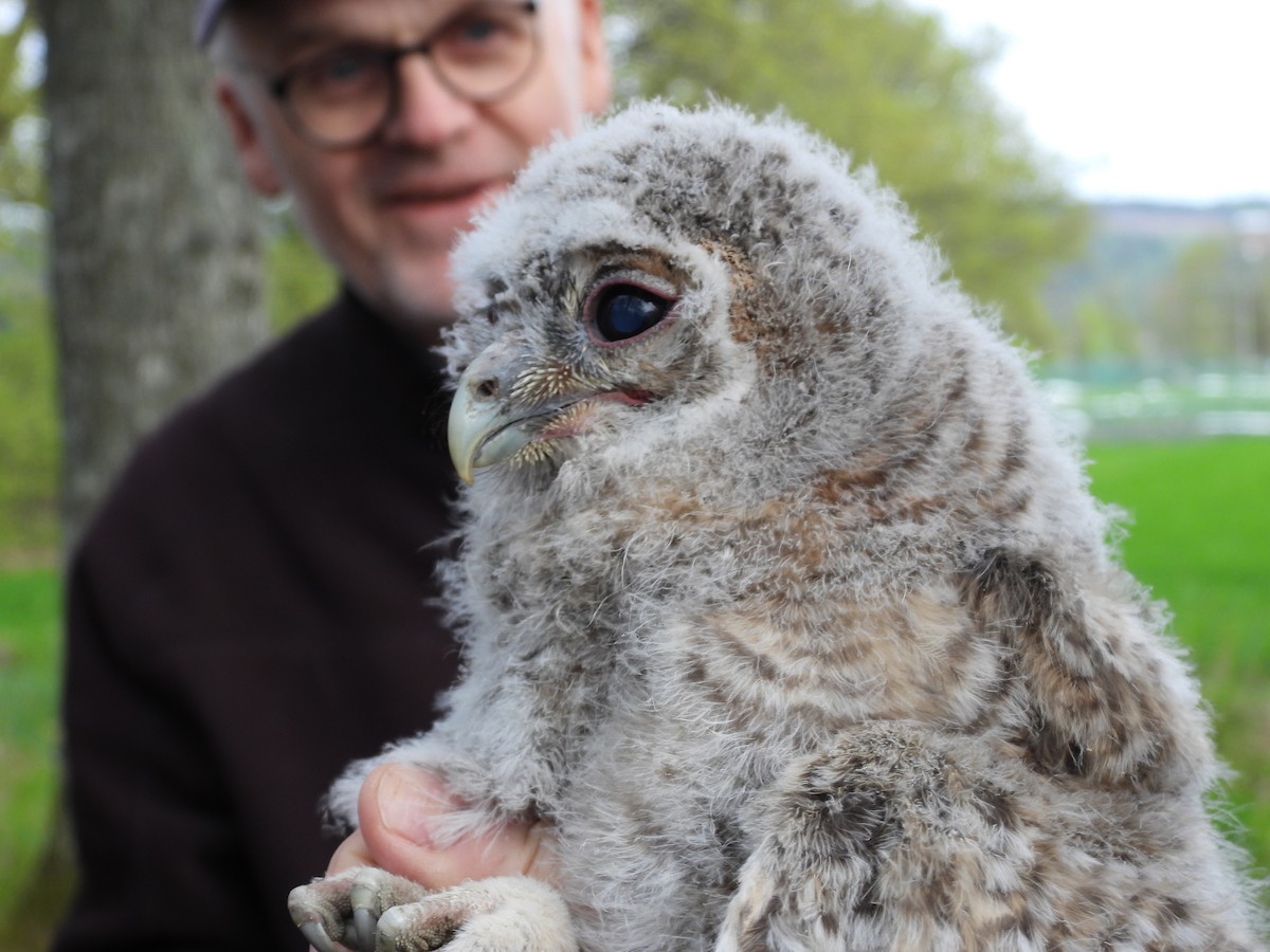 Tawny Owl - ML619290025