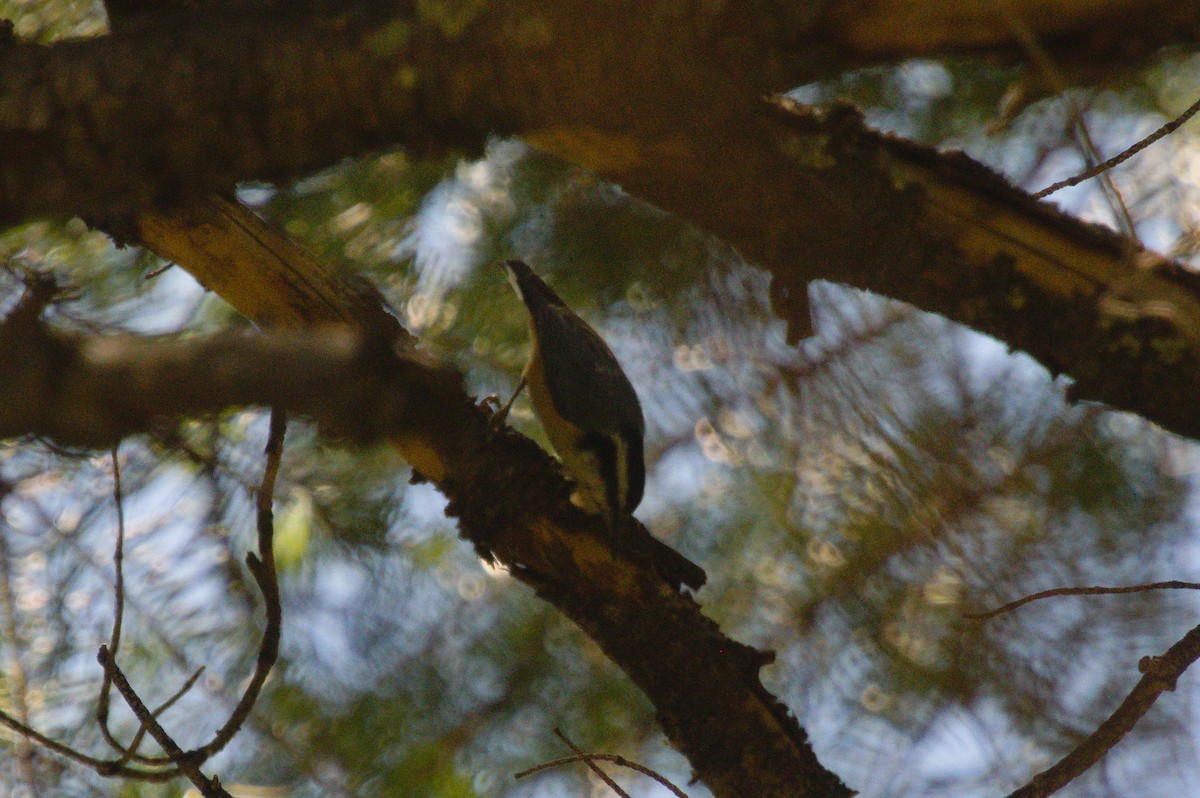Red-breasted Nuthatch - ML619290030