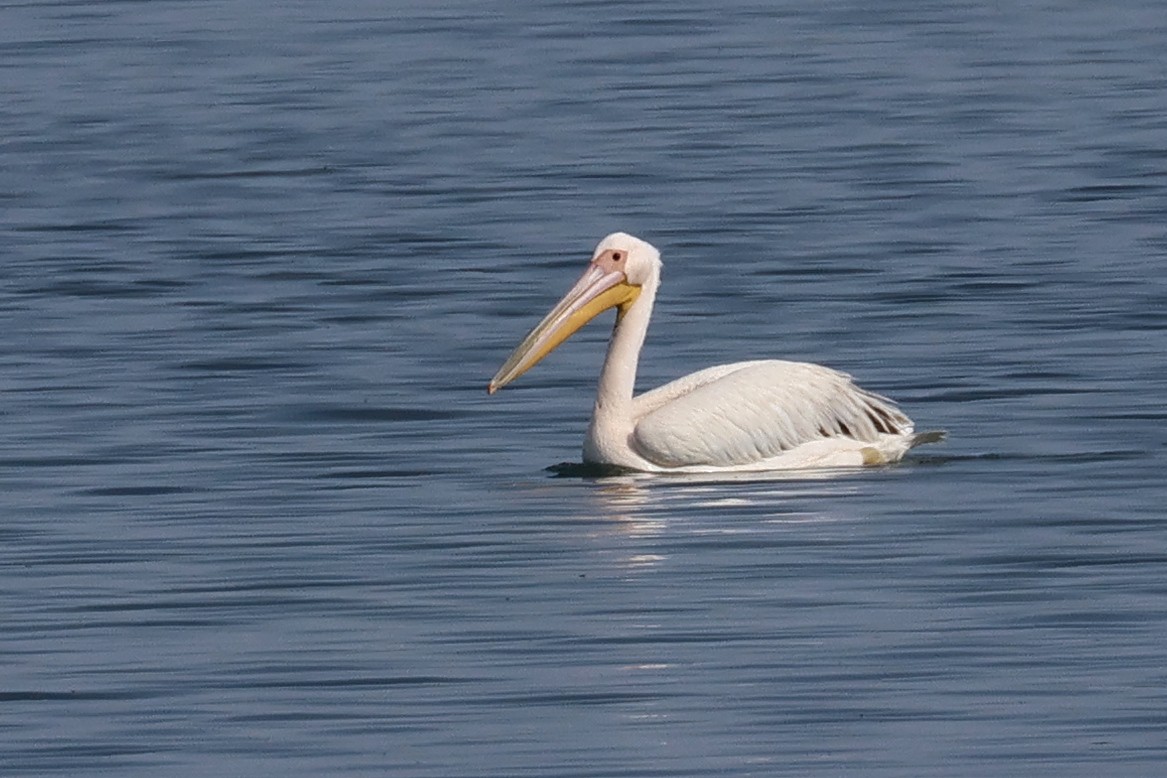 Great White Pelican - ML619290036