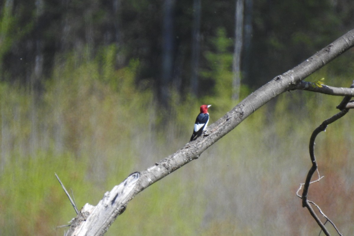 Red-headed Woodpecker - ML619290050