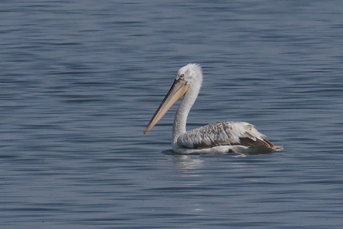 pelikán kadeřavý - ML619290052