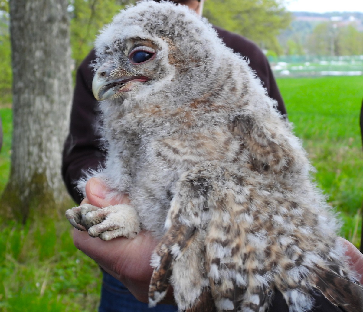 Tawny Owl - ML619290075