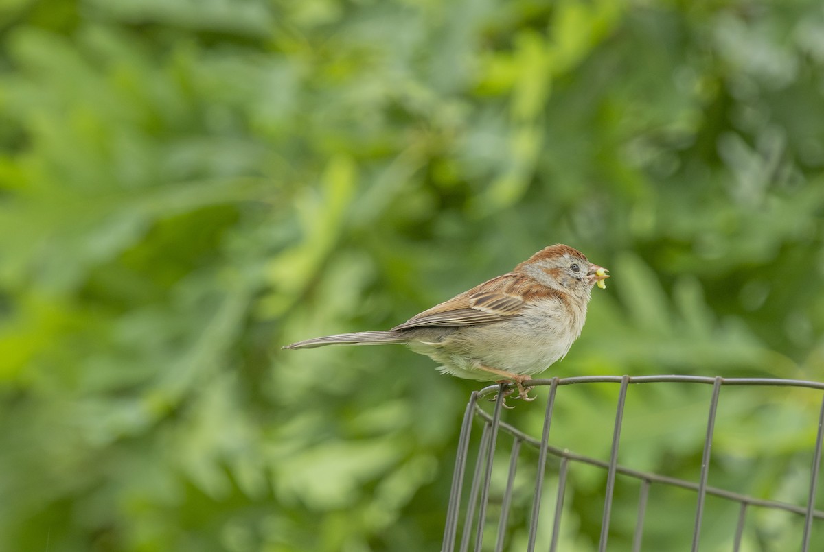 Field Sparrow - ML619290088