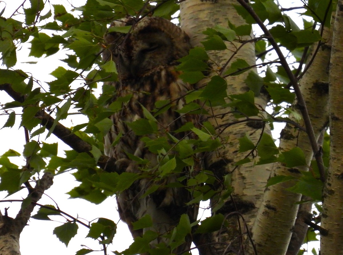 Tawny Owl - ML619290108