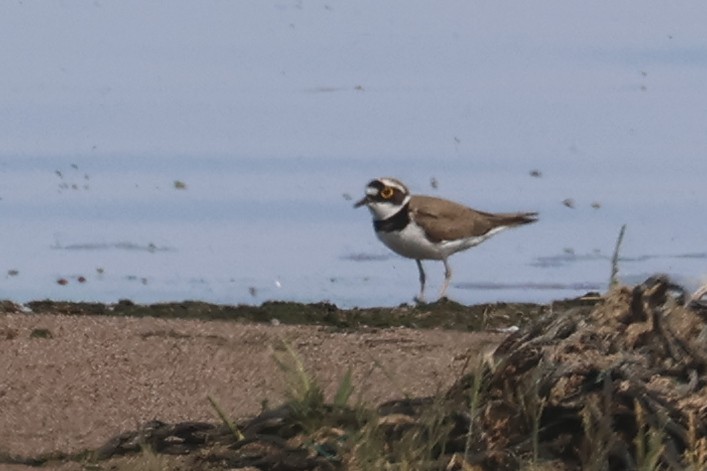 Little Ringed Plover (curonicus) - ML619290133