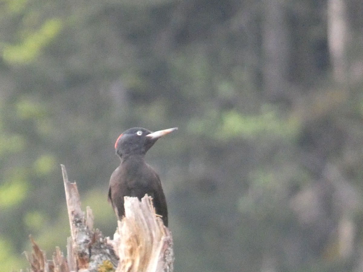Black Woodpecker - ML619290213