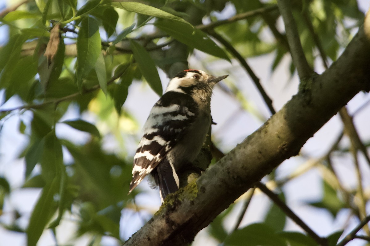 Lesser Spotted Woodpecker - ML619290233