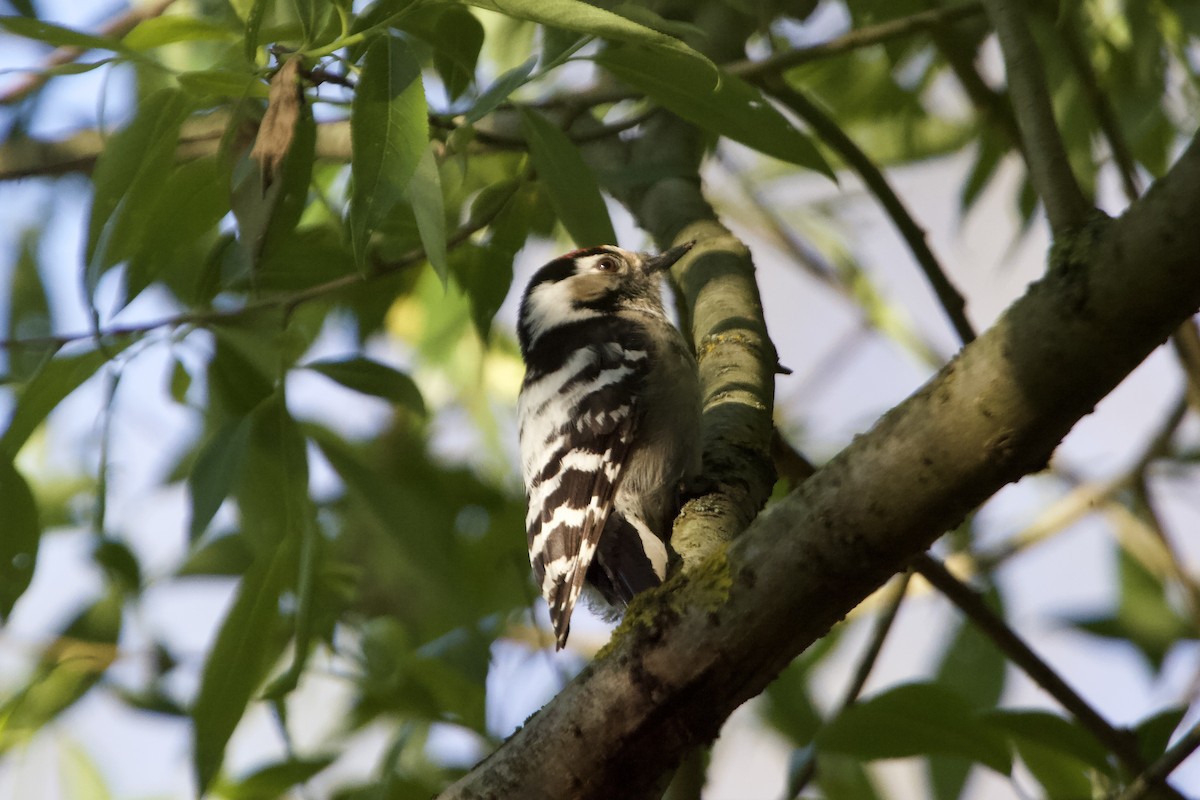 Lesser Spotted Woodpecker - ML619290234