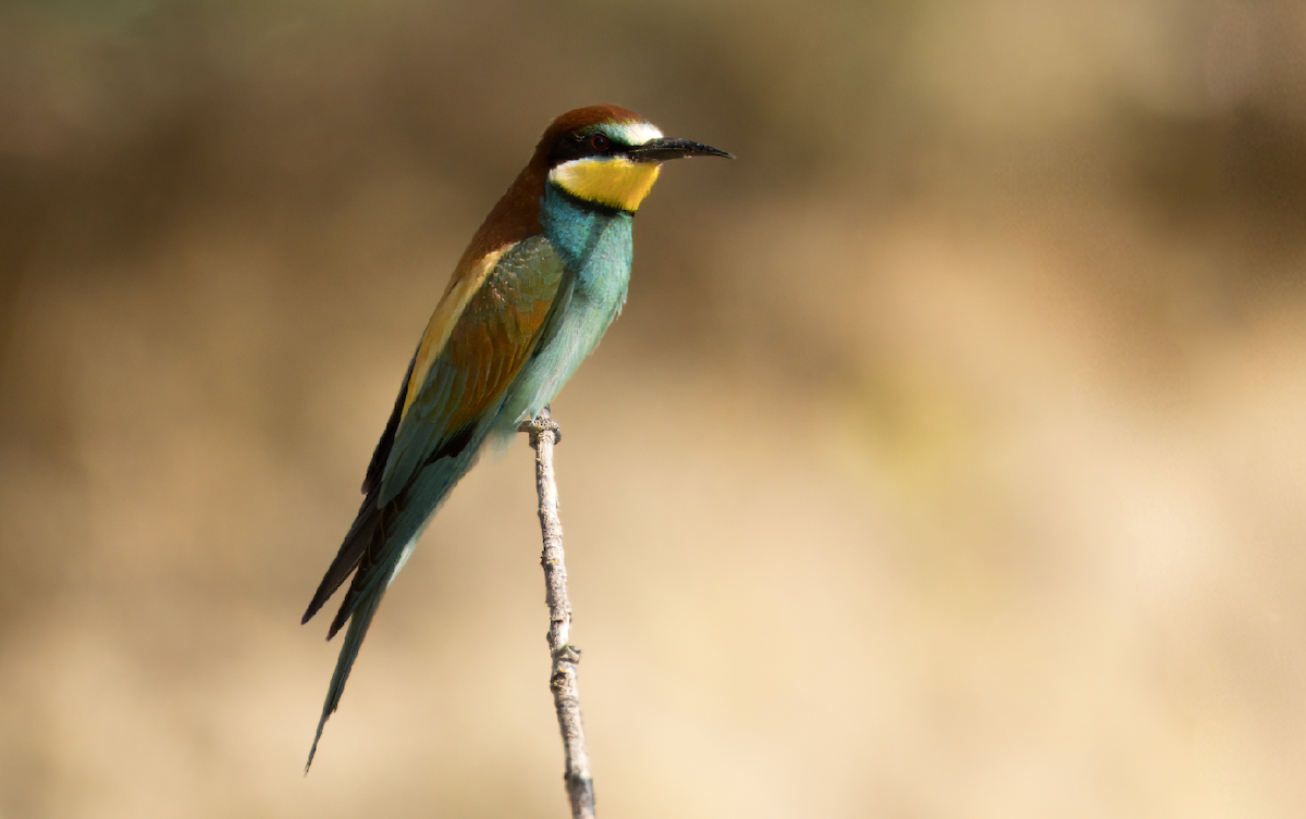 European Bee-eater - ML619290283
