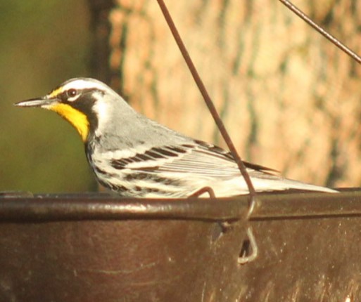 Yellow-throated Warbler - ML619290304