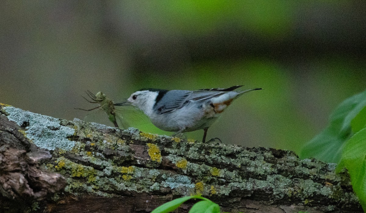 White-breasted Nuthatch - ML619290318