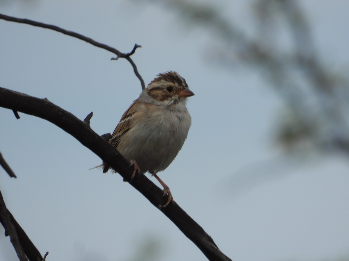 Clay-colored Sparrow - ML619290377