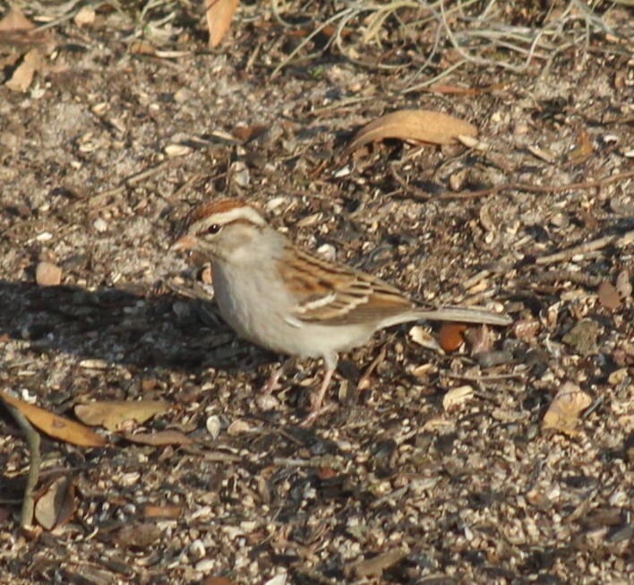 Chipping Sparrow - ML619290431