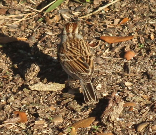 Chipping Sparrow - ML619290433