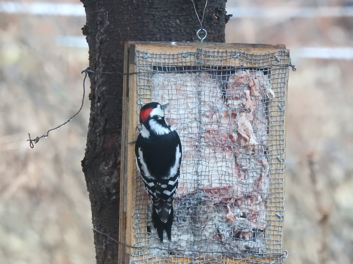 Great Spotted Woodpecker - ML619290455