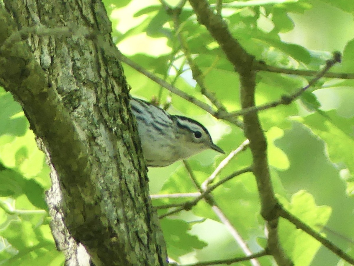 Black-and-white Warbler - ML619290510