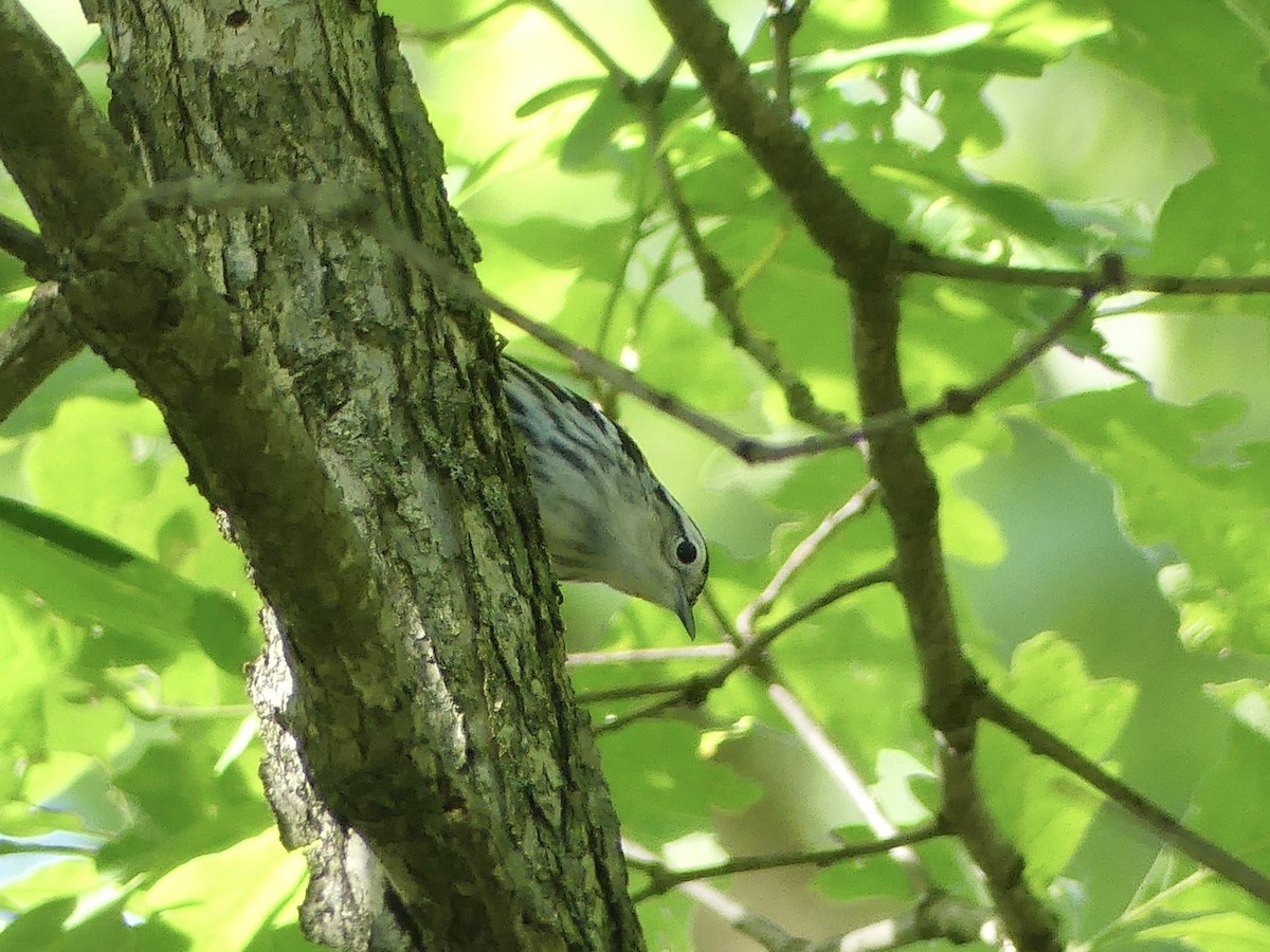 Black-and-white Warbler - ML619290512