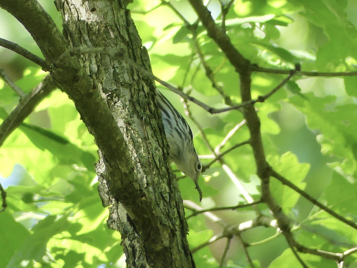 Black-and-white Warbler - ML619290514