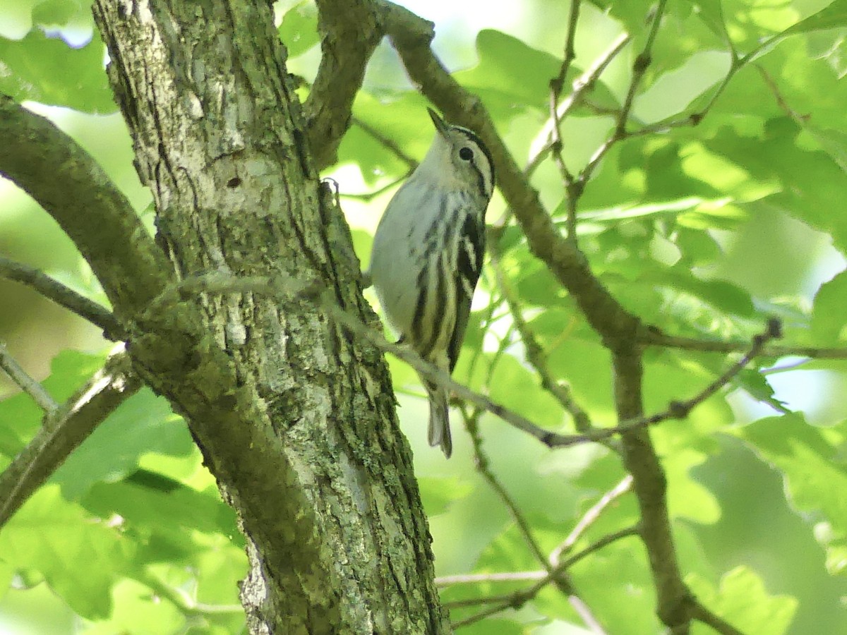 Black-and-white Warbler - ML619290515