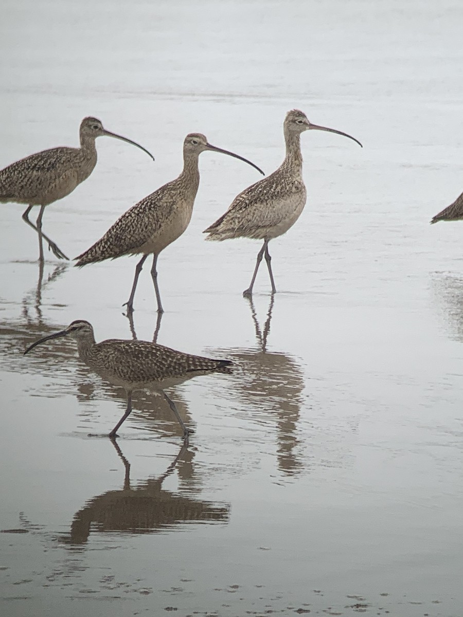 Long-billed Curlew - ML619290533