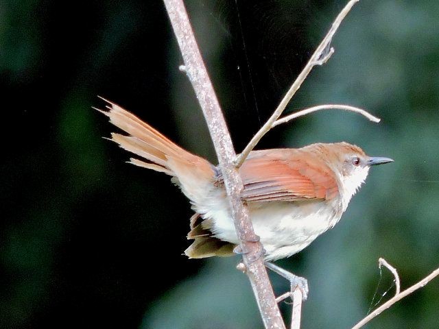 Yellow-chinned Spinetail - ML619290552