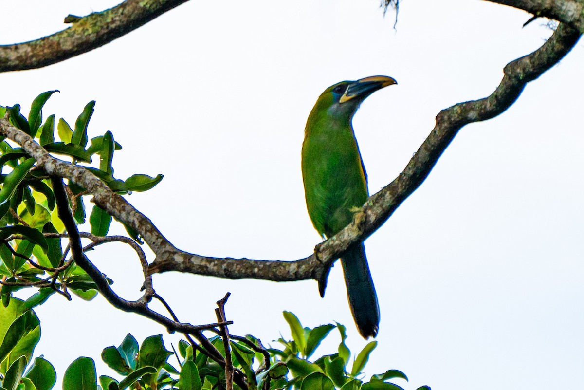 Groove-billed Toucanet (Yellow-billed) - ML619290561