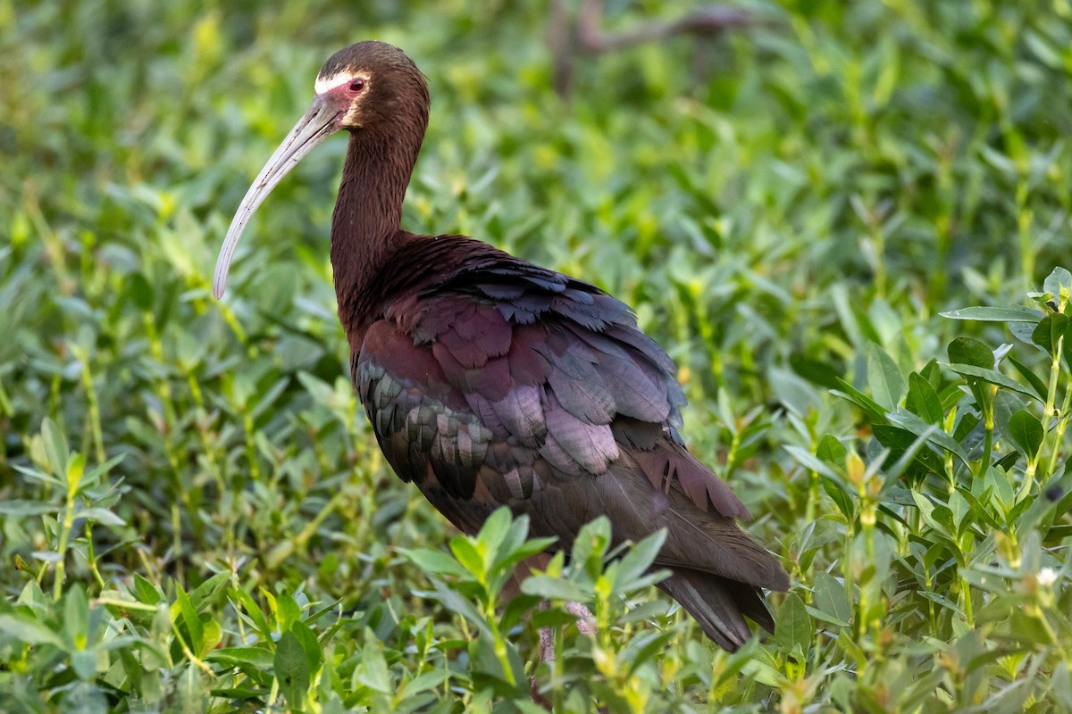 ibis americký - ML619290619