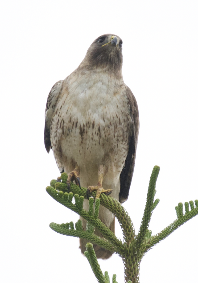 Red-tailed Hawk - ML619290652