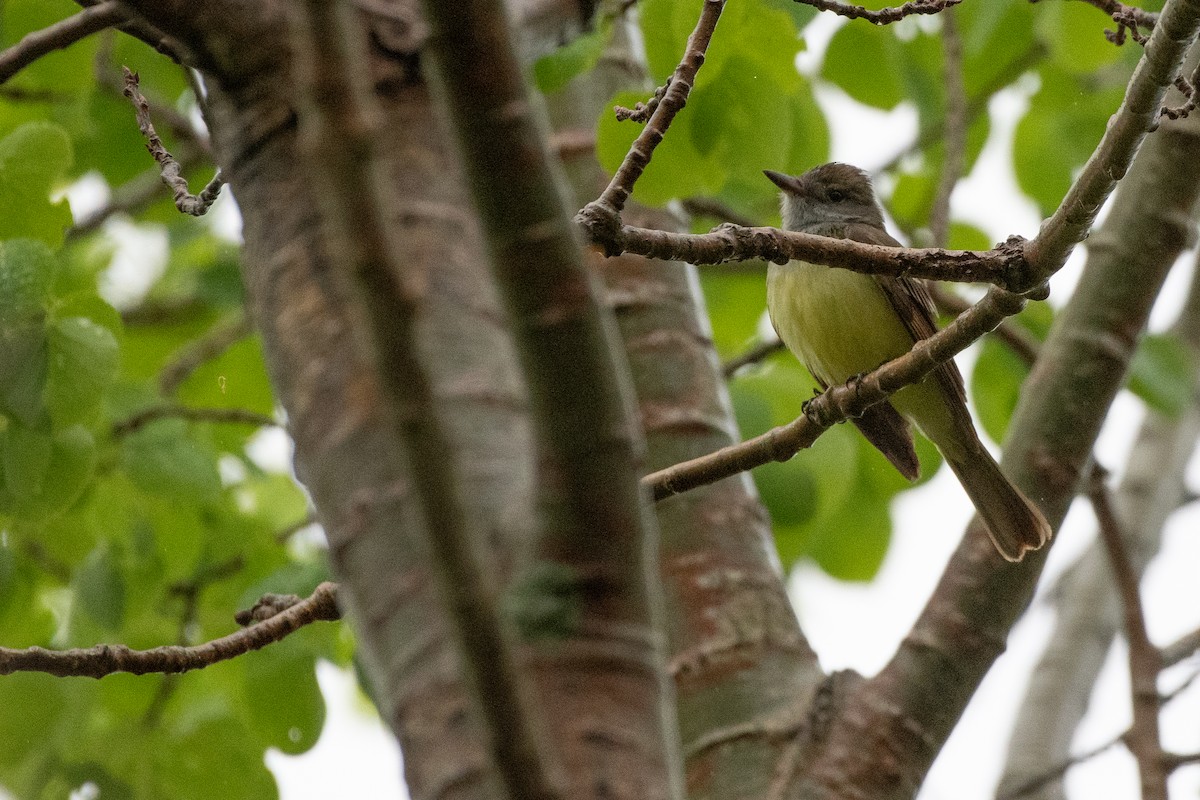 Great Crested Flycatcher - ML619290684