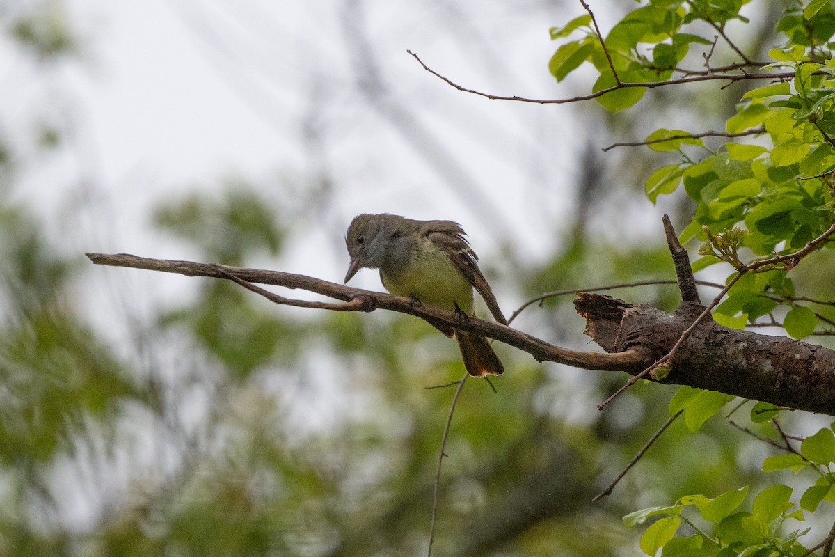 Great Crested Flycatcher - ML619290685
