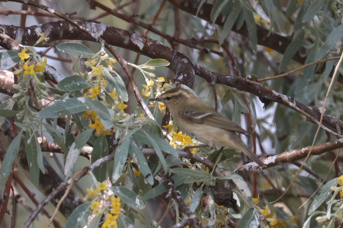 Hume's Warbler - ML619290723