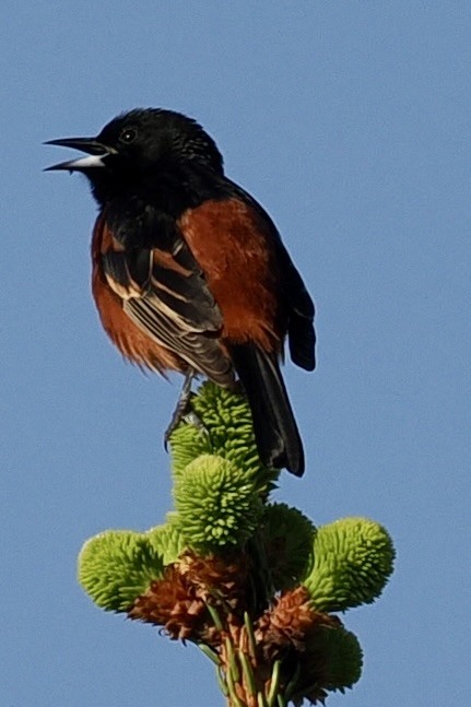 Orchard Oriole - ML619290779