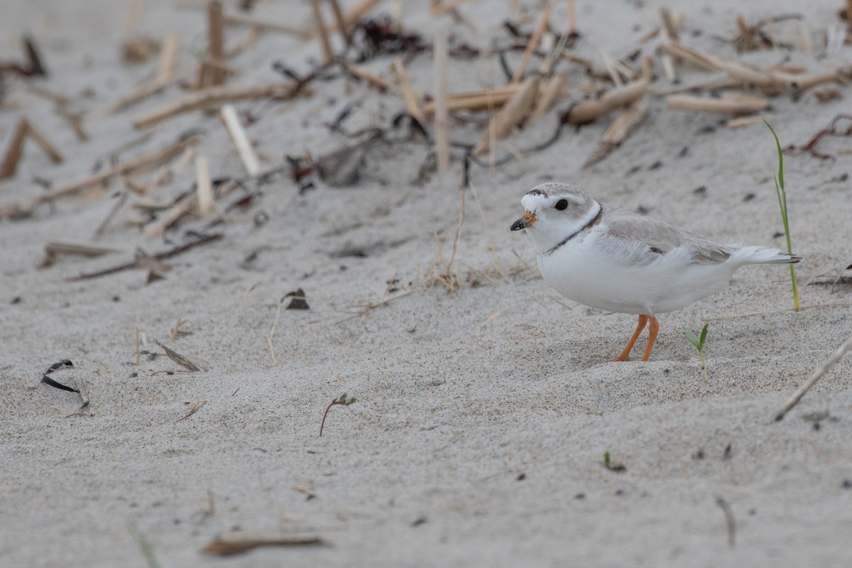 Piping Plover - ML619290786