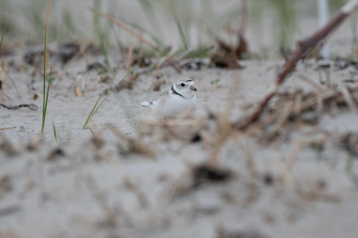Piping Plover - ML619290787