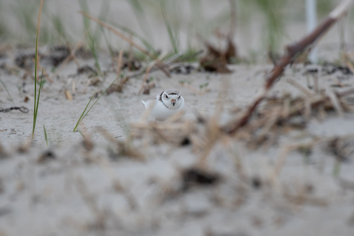 Piping Plover - ML619290788