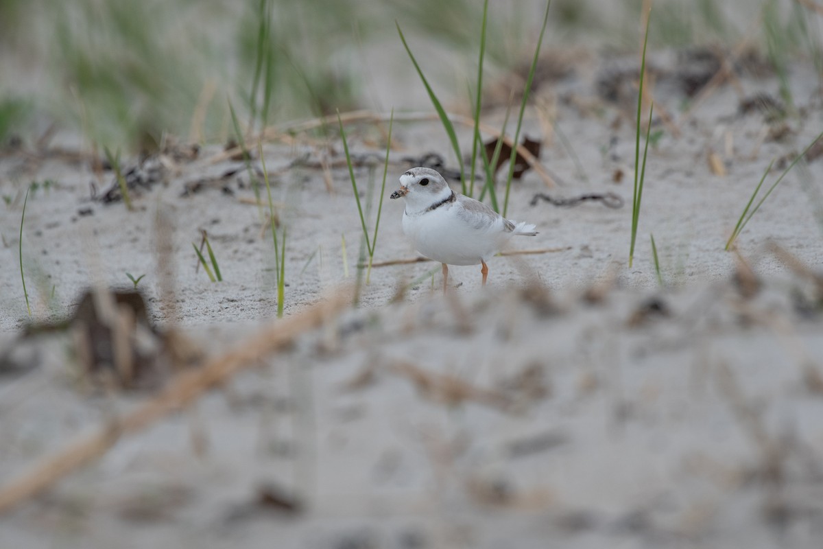 Piping Plover - ML619290789