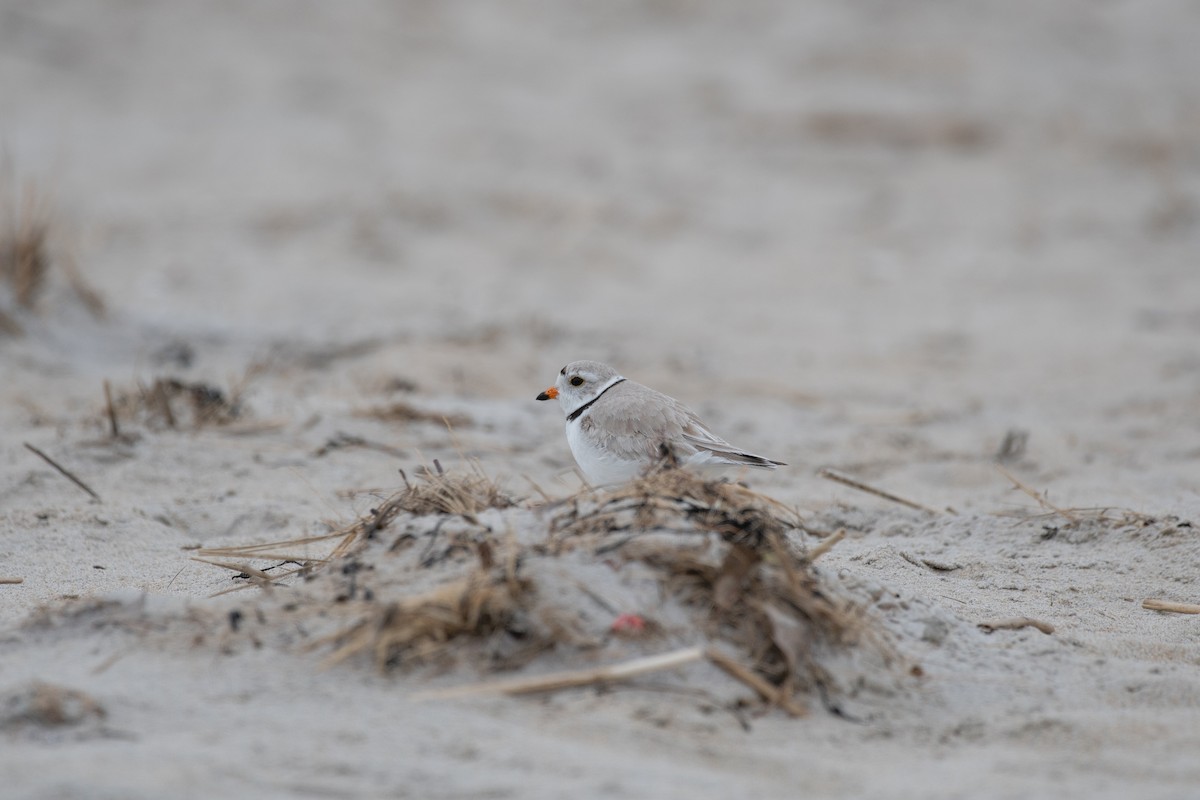 Piping Plover - ML619290790