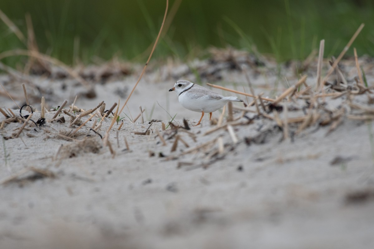 Piping Plover - ML619290791