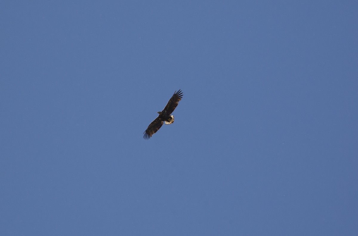White-tailed Eagle - ML619290819