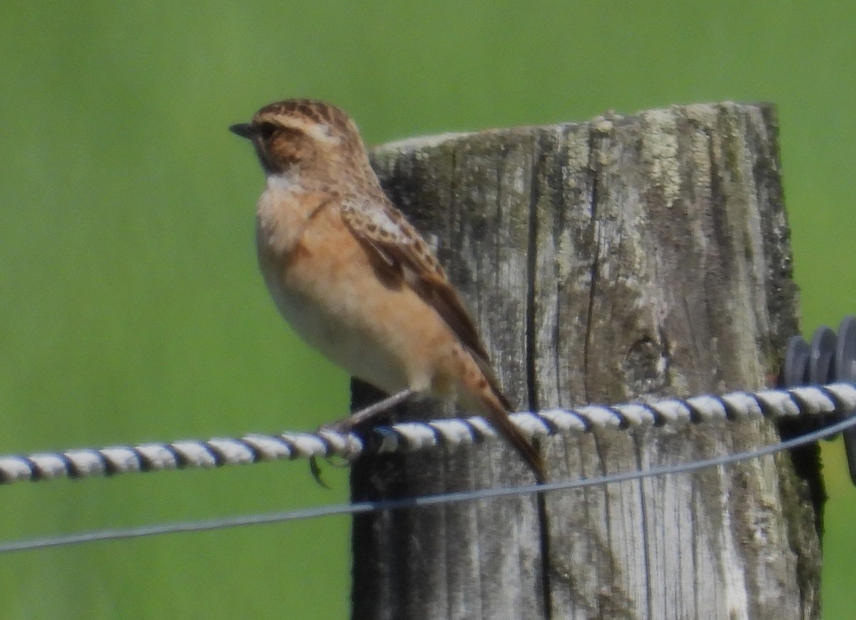 Whinchat - ML619290861