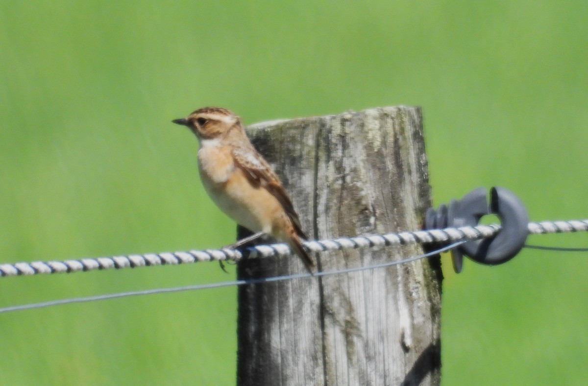 Whinchat - ML619290867