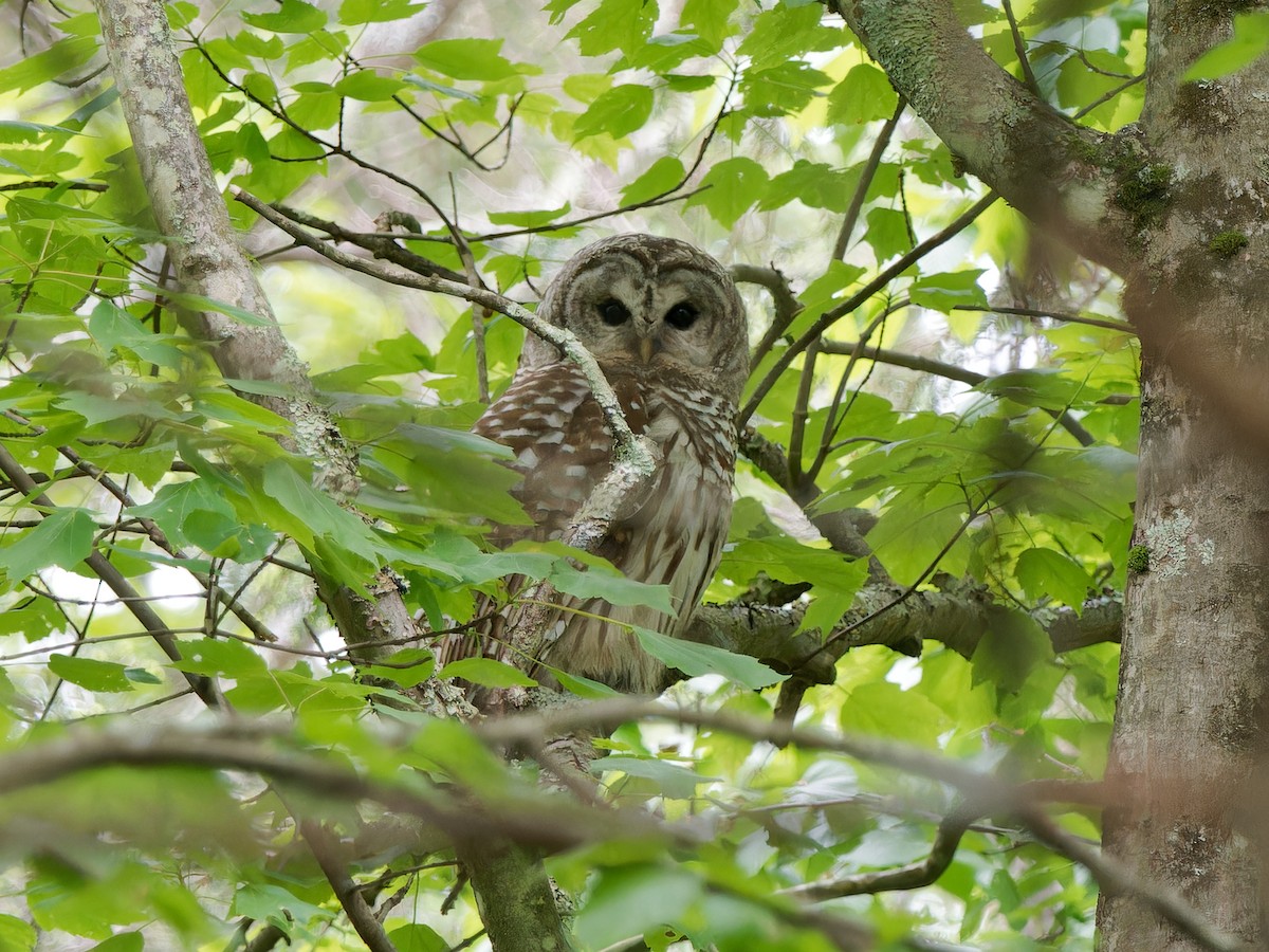 Barred Owl - ML619290976