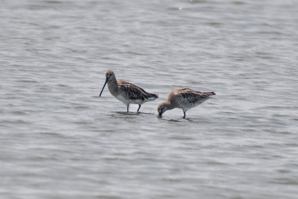 Asian Dowitcher - ML619291039