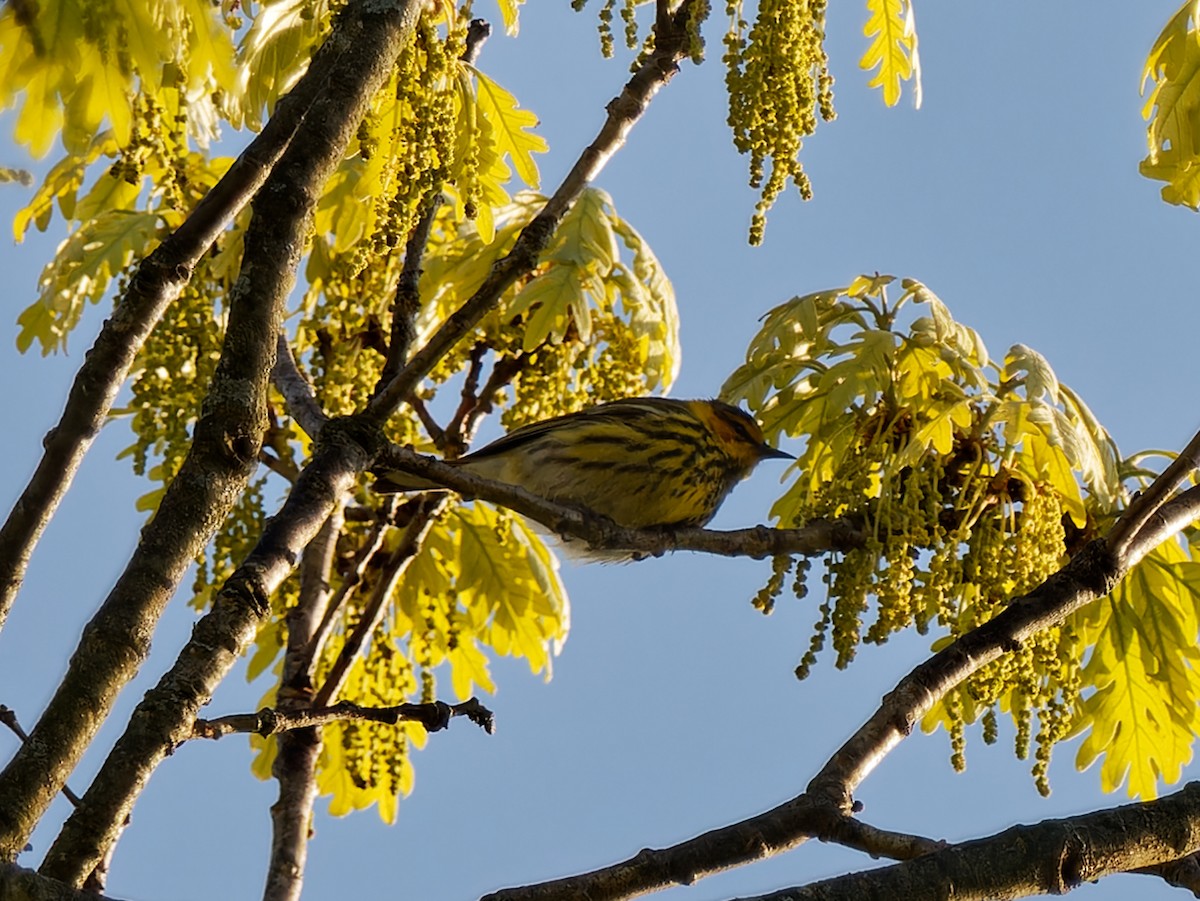Cape May Warbler - ML619291074