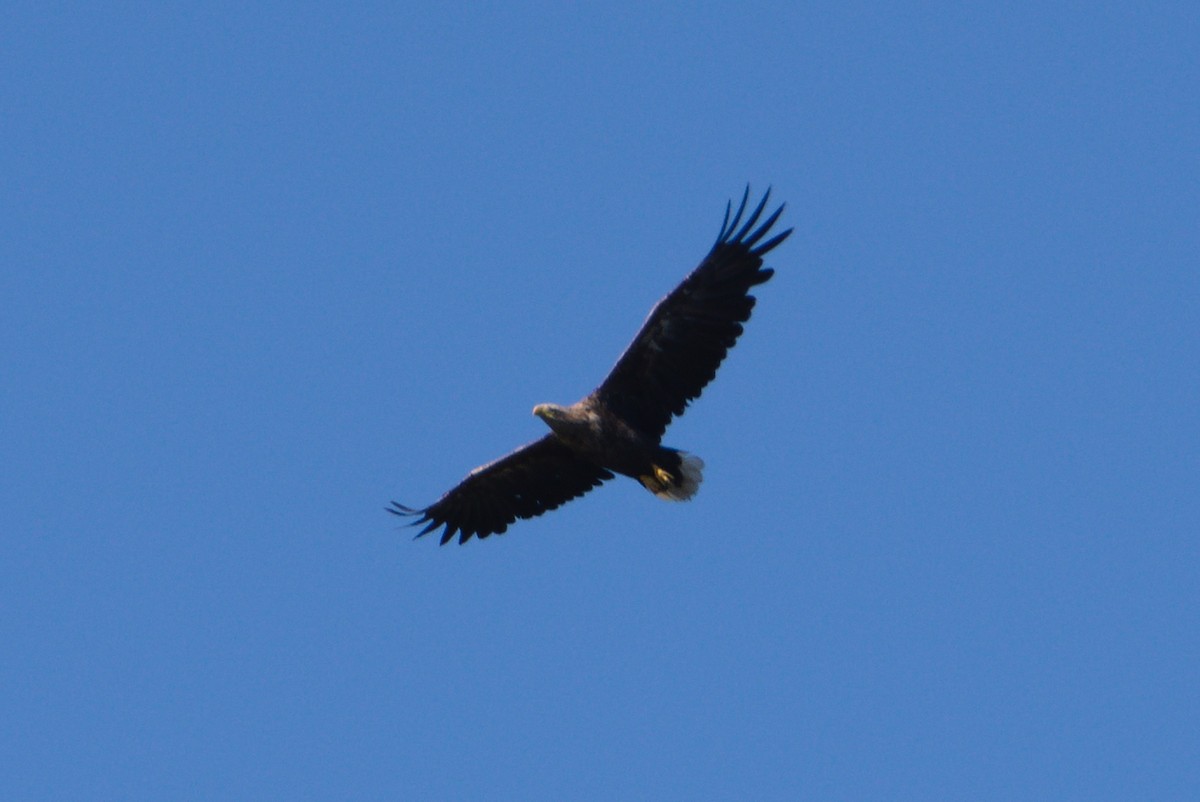 White-tailed Eagle - ML619291081