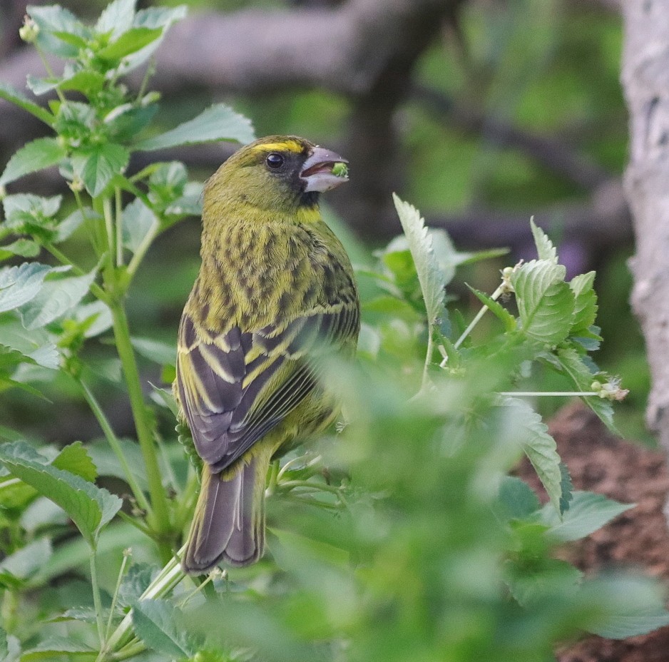 Forest Canary - ML619291120